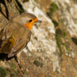 Rougegorge familier